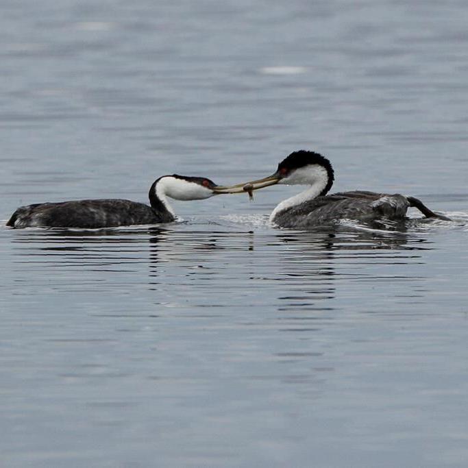 A look at some of the species at risk in Canada